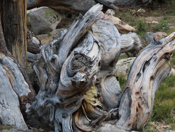 Rustic driftwood art piece resembling a twisted tree branch with natural textures and earthy tones