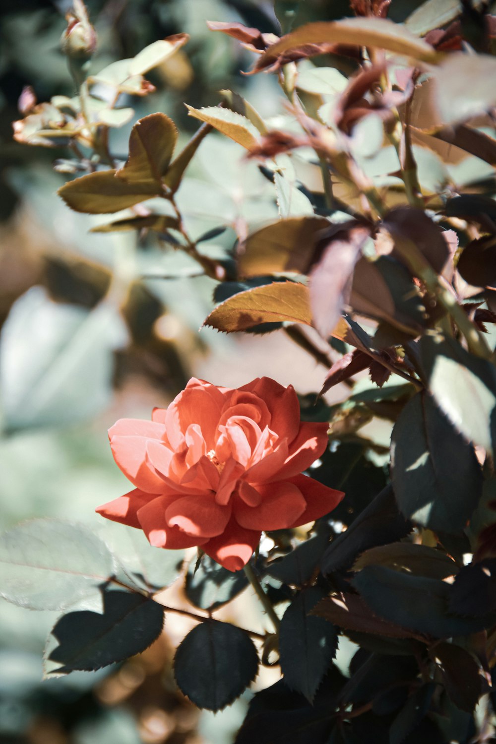 rosa Blüte mit grünen Blättern