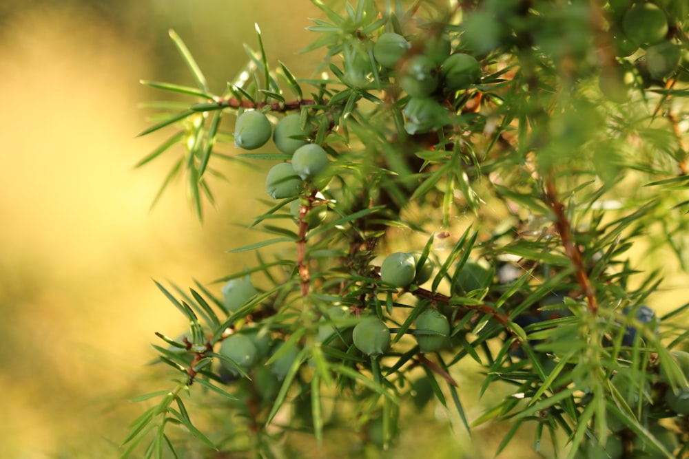 green round fruit on green plant