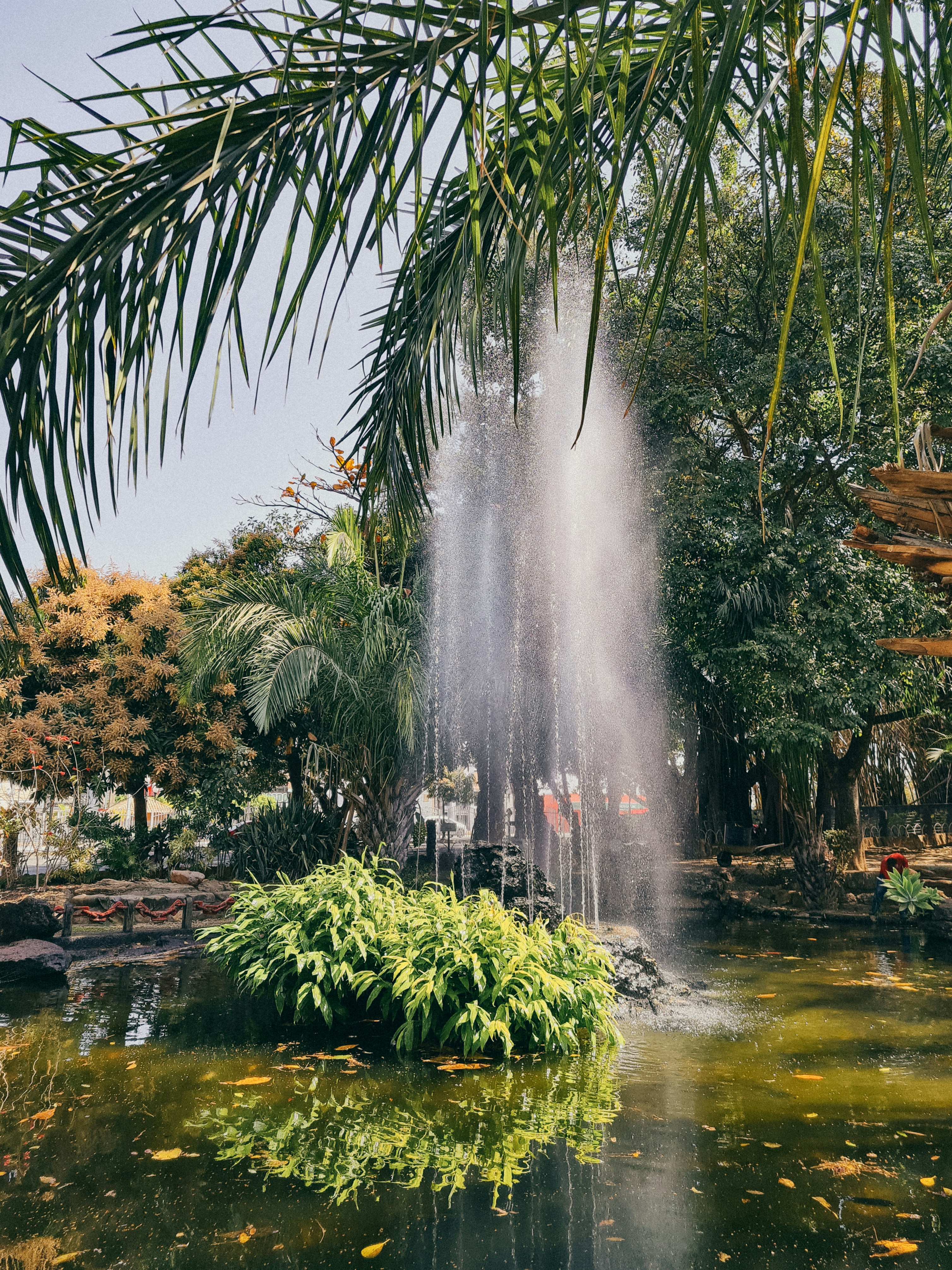 water fountain in the middle of green palm trees
