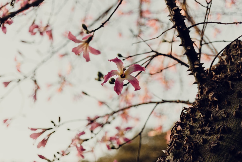 pink flower on brown tree branch