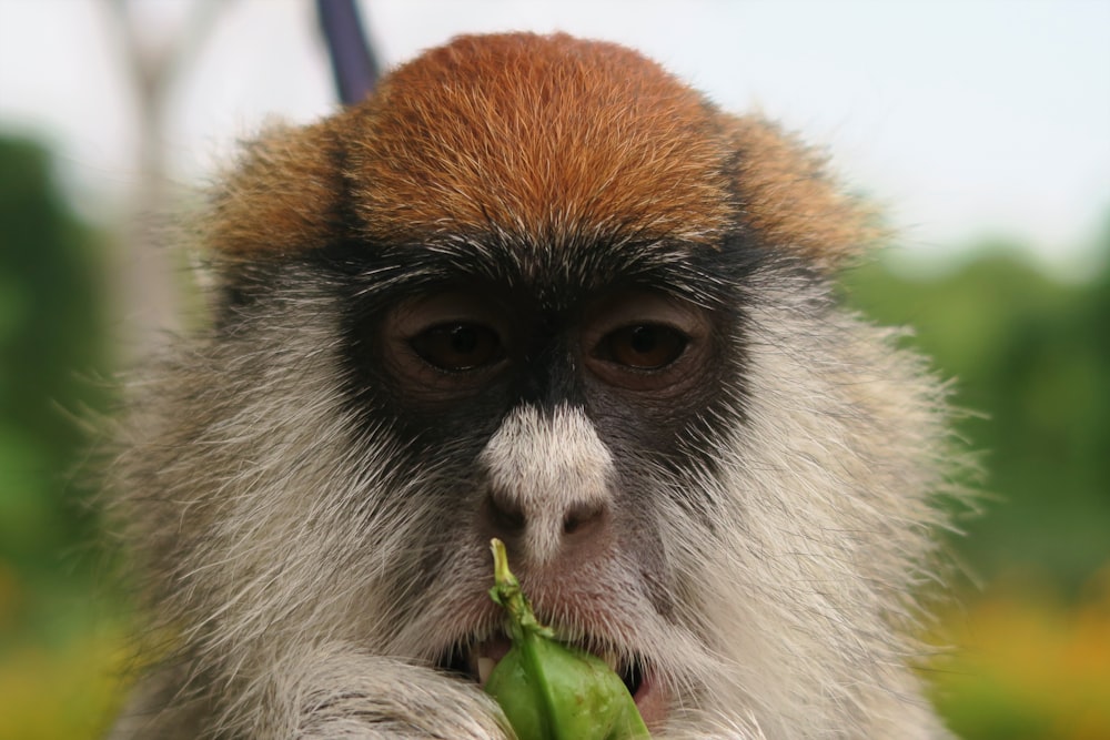 scimmia bianca e marrone che mangia foglia verde