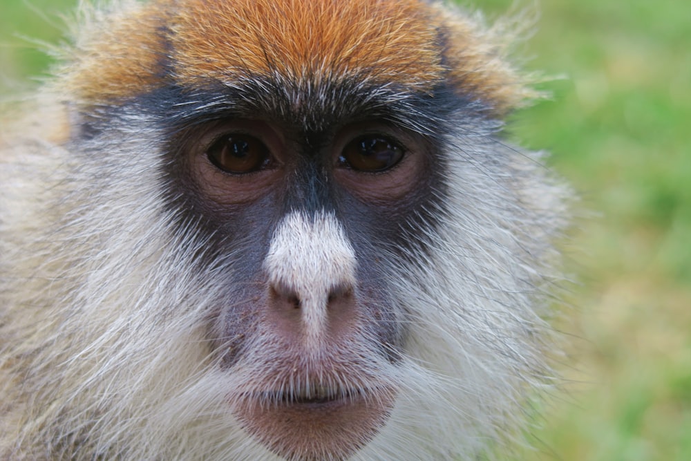 白と茶色の毛皮の動物