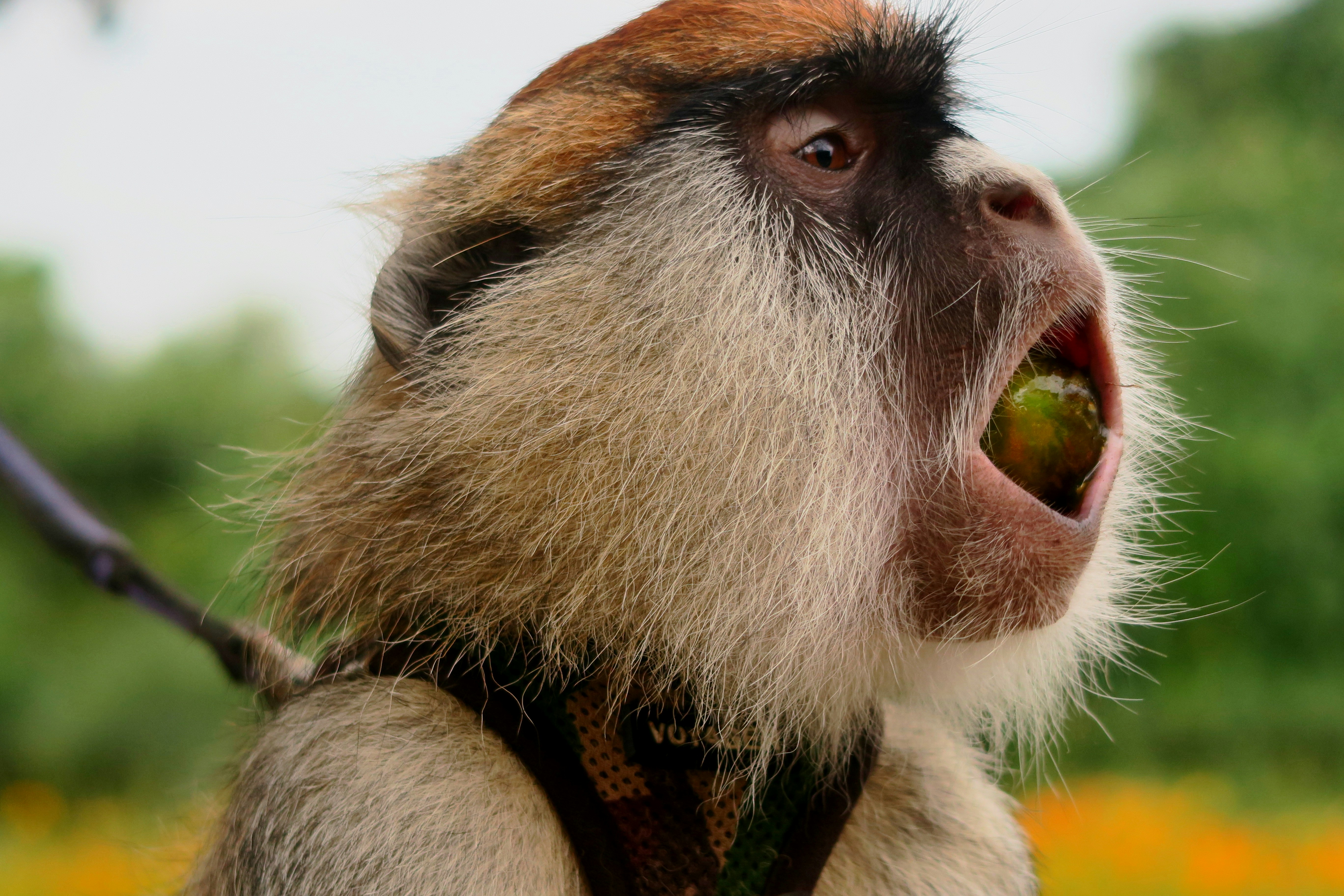 Close-up photograph of a capuchin monkey with its mouth open, set against a softly blurred garden background.