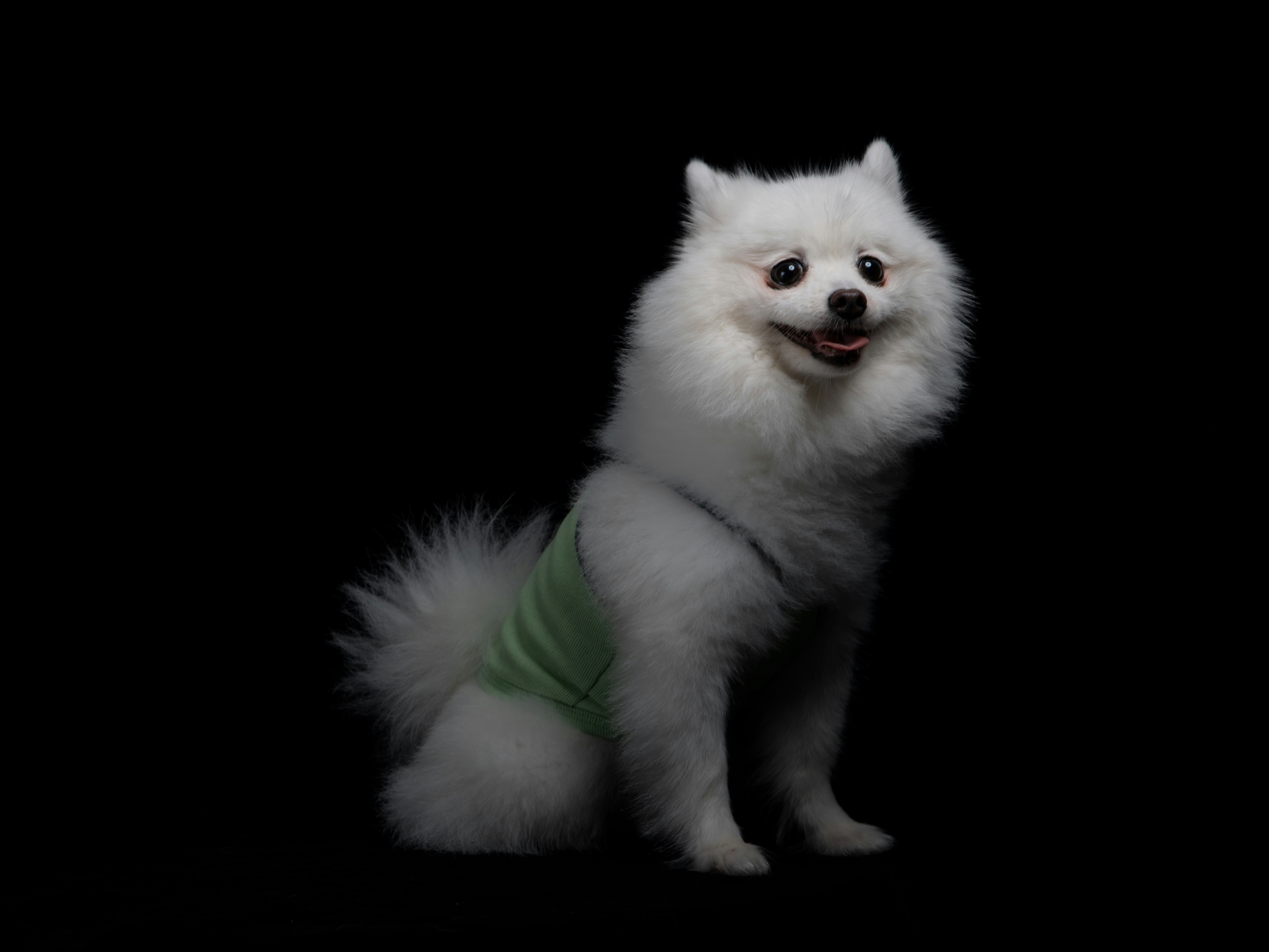 white pomeranian puppy on black background