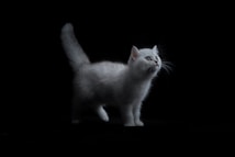 A small, fluffy white kitten stands poised against a black background, with its fur subtly highlighted by soft lighting. Its bright eyes are wide open, gazing upward with curiosity.