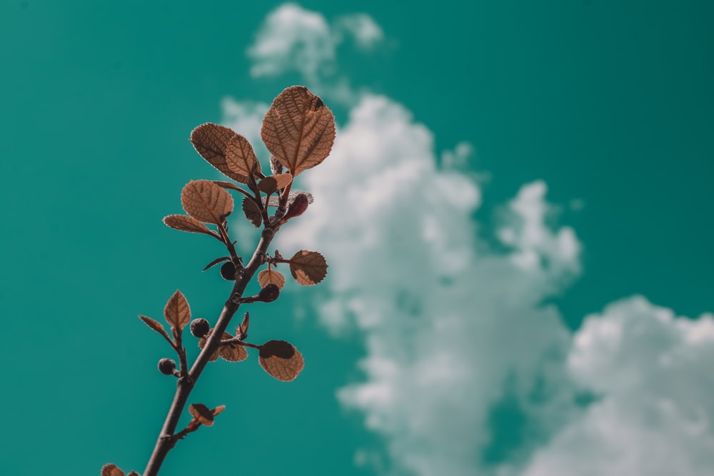 brown leaves under blue sky during daytime