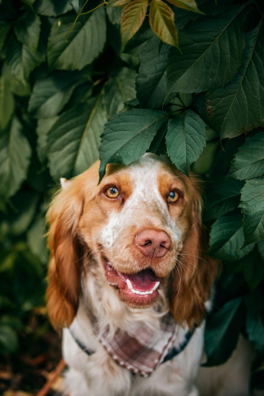 brown and white long coated dog