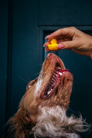 dogAdvisor | dog Advisor | dogadvisor.dog | dog Advisor