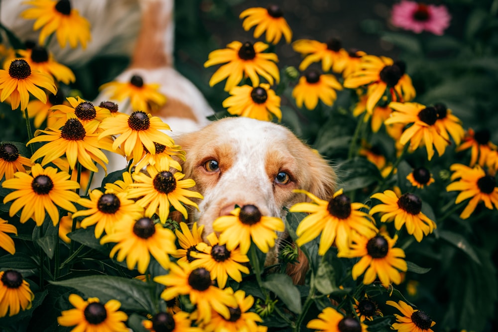 white and brown short coated dog on yellow flower field during daytime