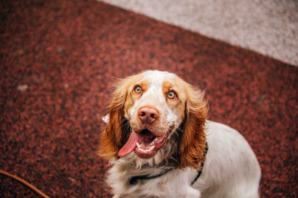 white and brown long coated dog