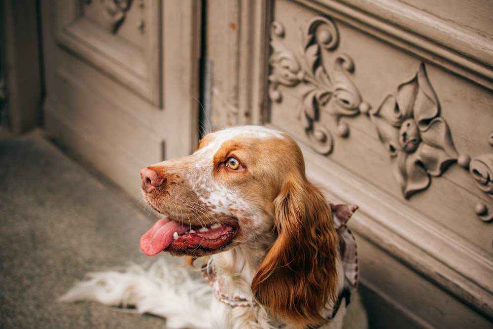 brown and white long coated dog