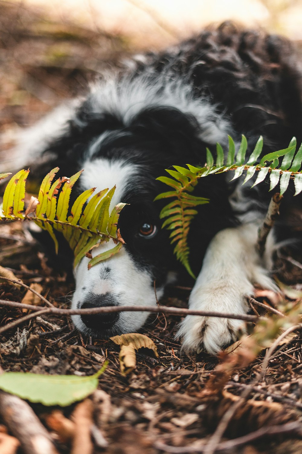 black and white border collie puppy biting yellow and brown plant