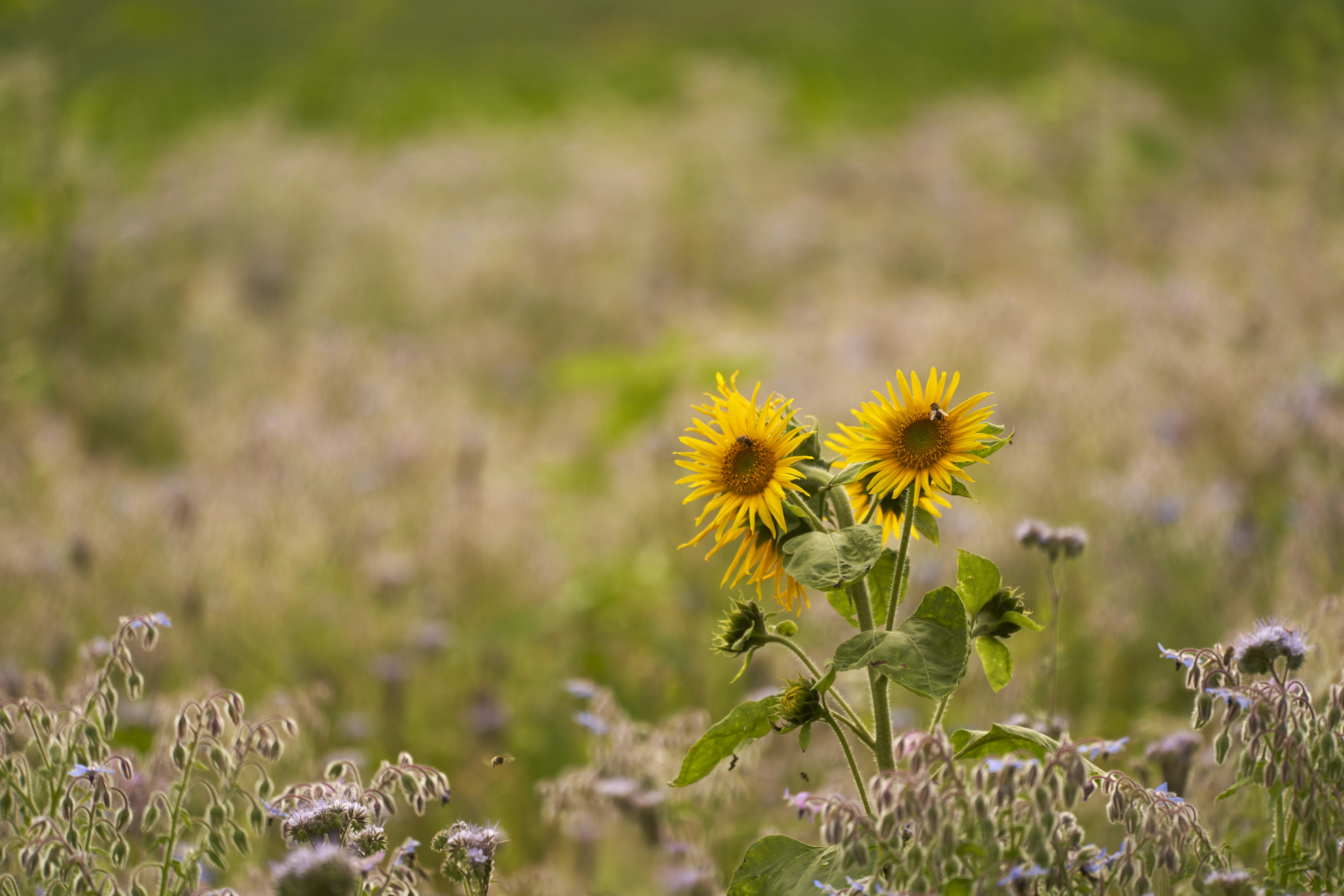 Photo by wolfgang_hasselmann