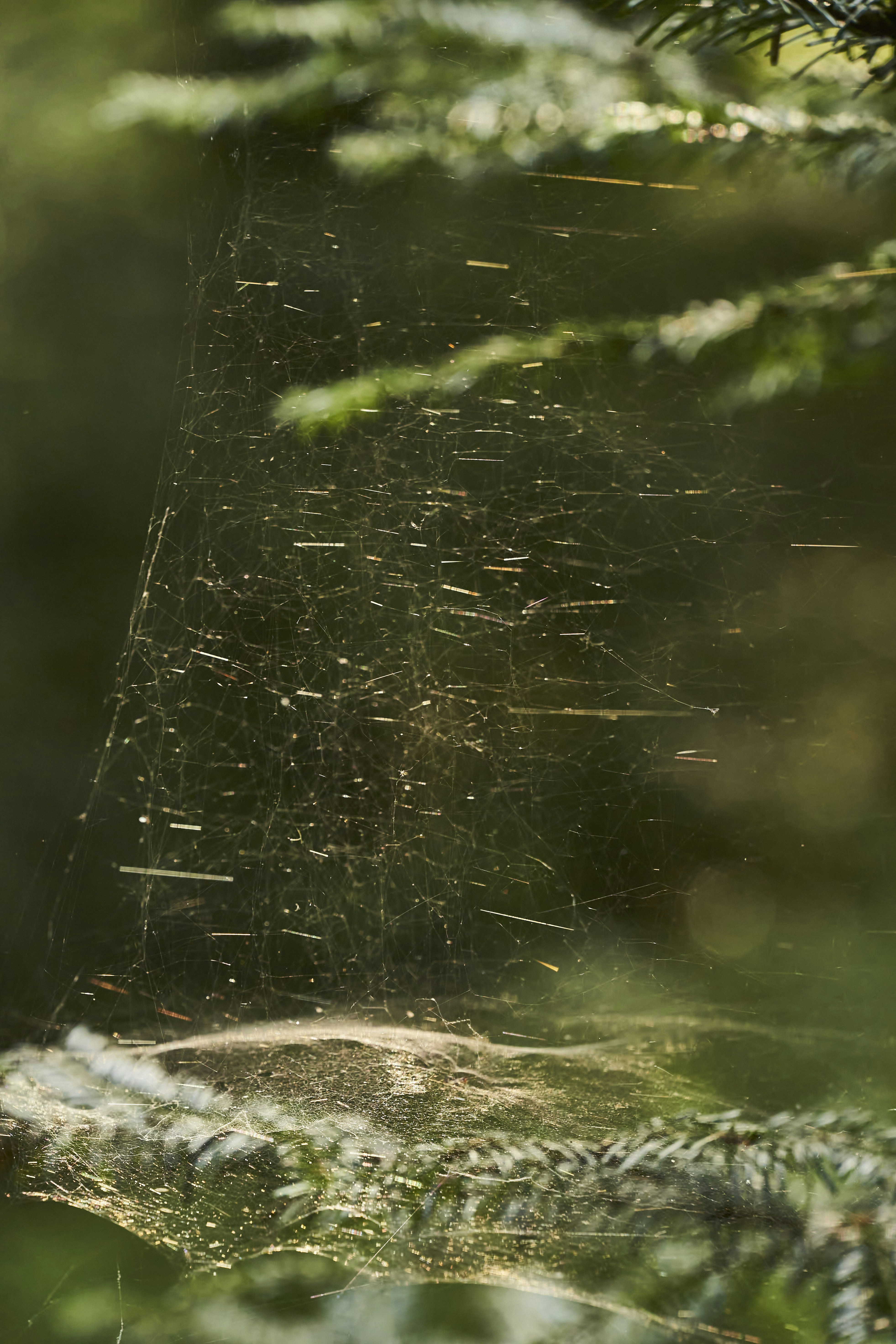 Photo by wolfgang_hasselmann