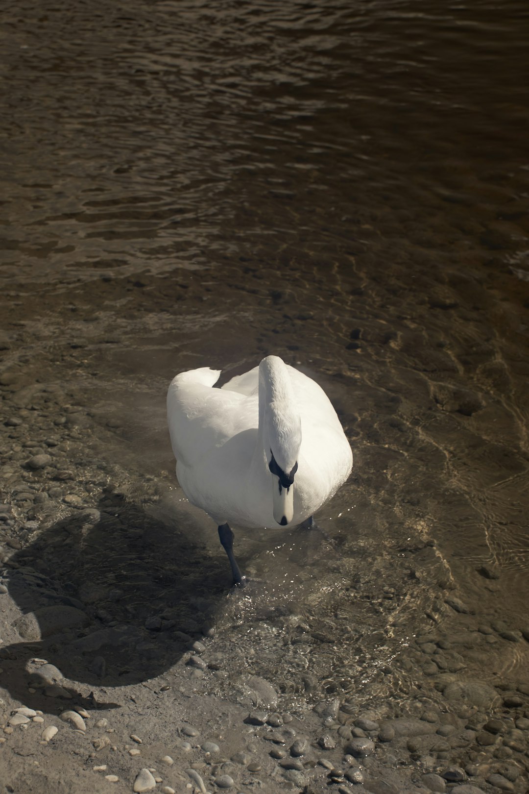 white duck on brown sand near body of water during daytime