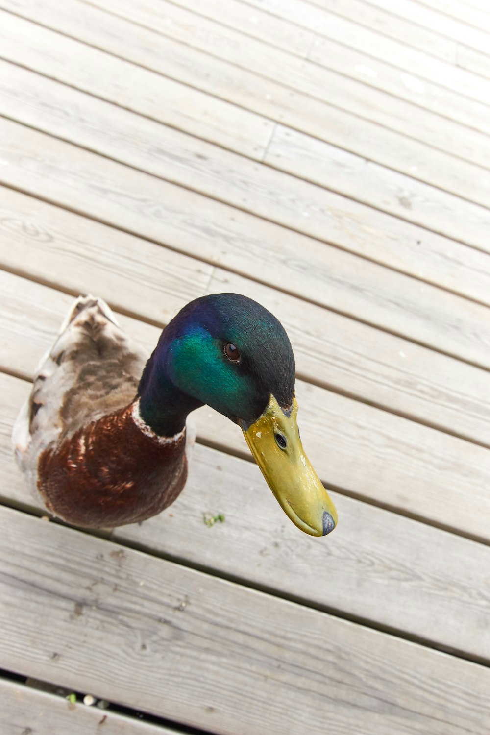 brown and green mallard duck on brown wooden floor