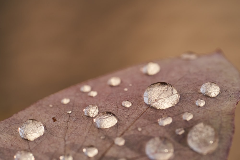 gotas de agua en una hoja marrón