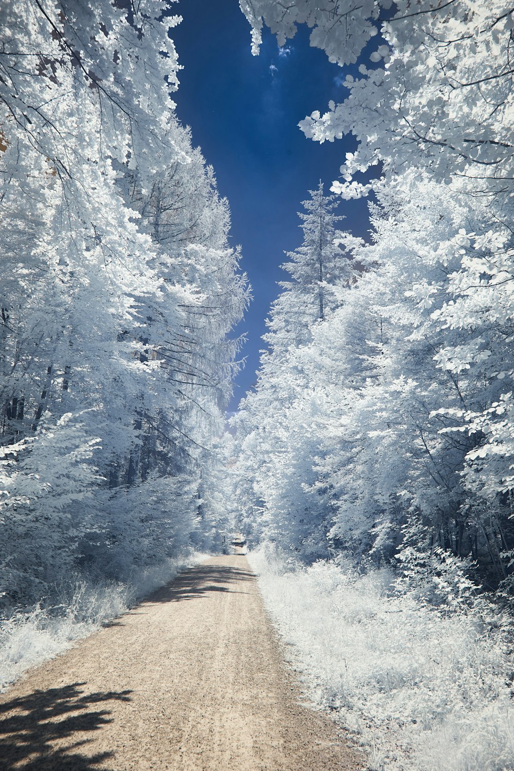 green trees covered with snow during daytime