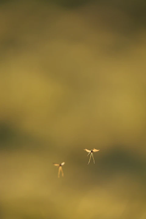 mosquitoes uodai apsauga nuo uodu suerzinta oda jautri kanda ka daryti pasigamink pats jautri repele