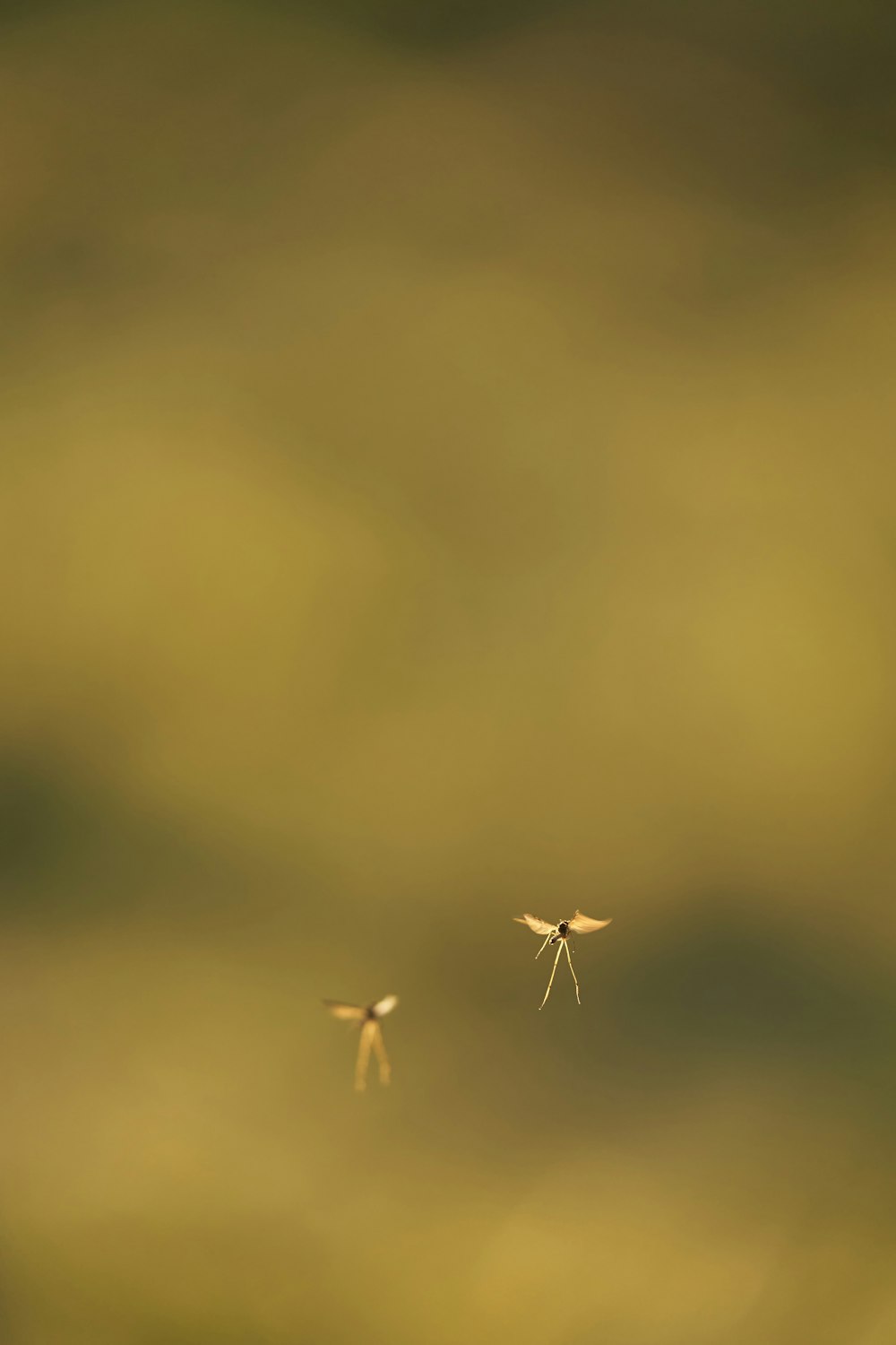 a couple of small birds flying through the air