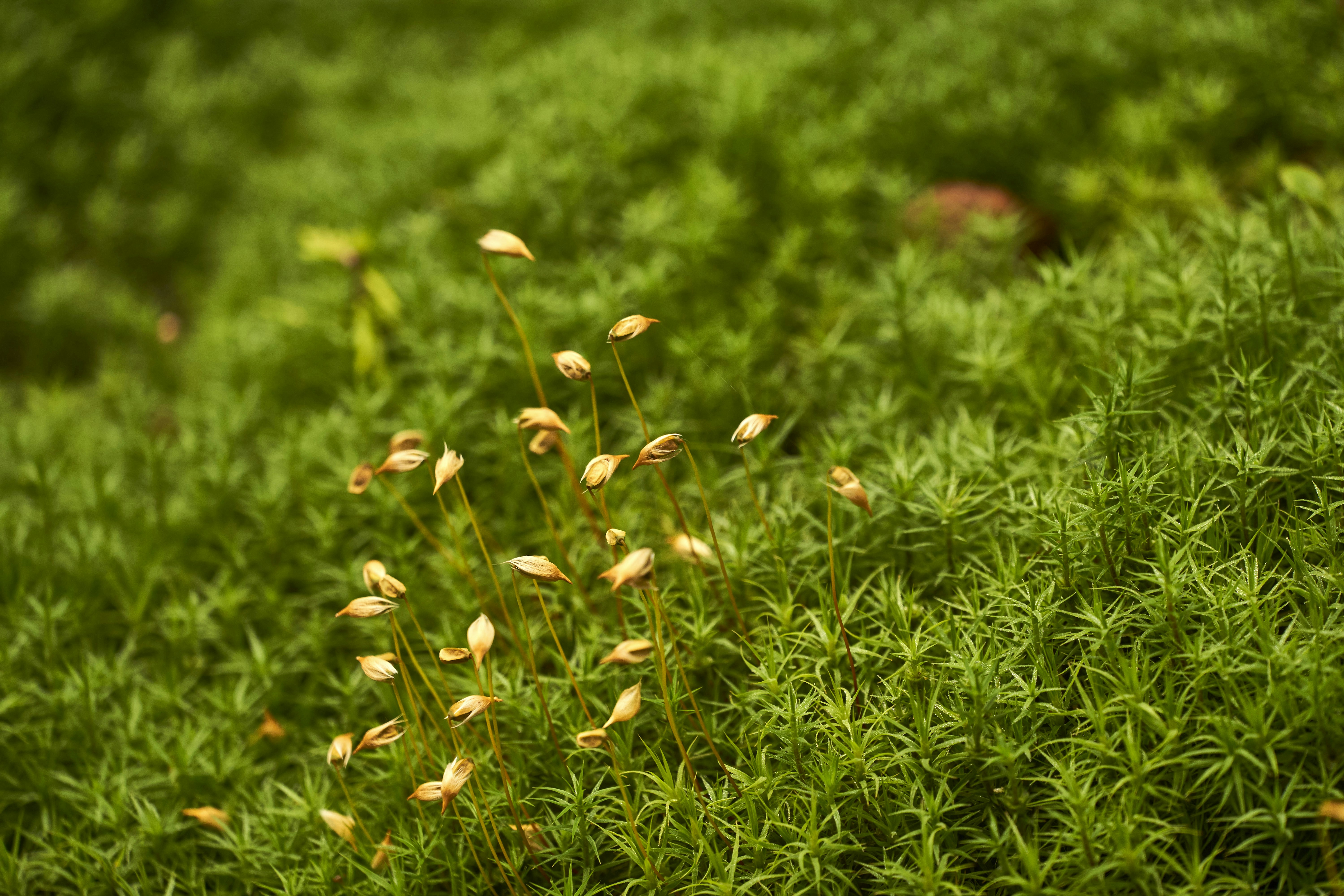 Photo by wolfgang_hasselmann