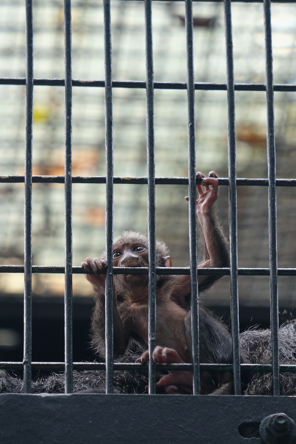 monkey in cage during daytime