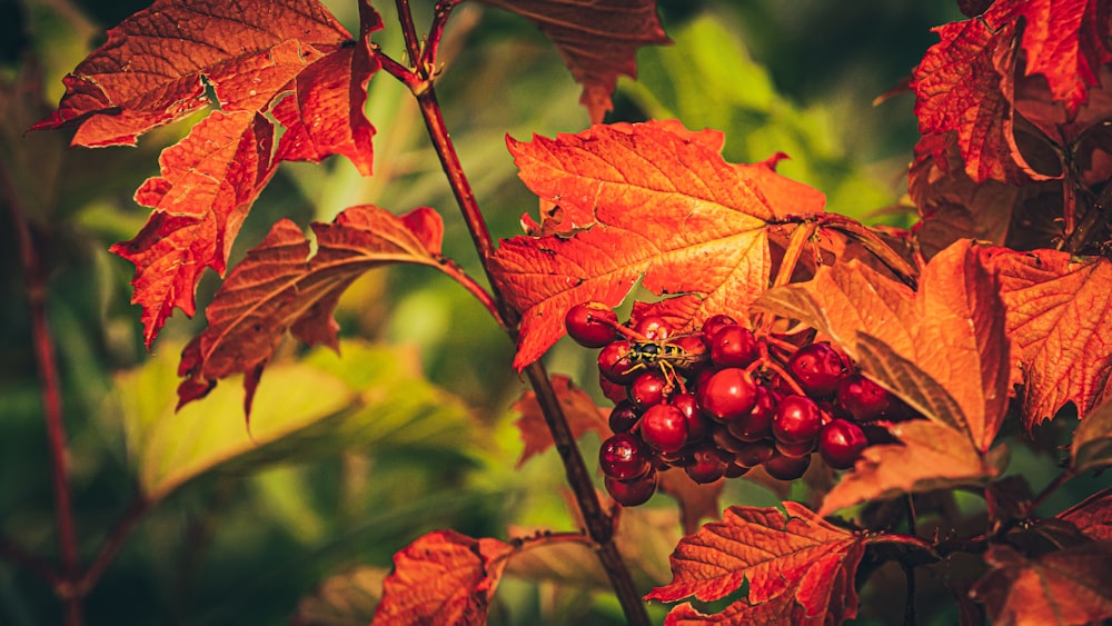 red round fruits on green leaves