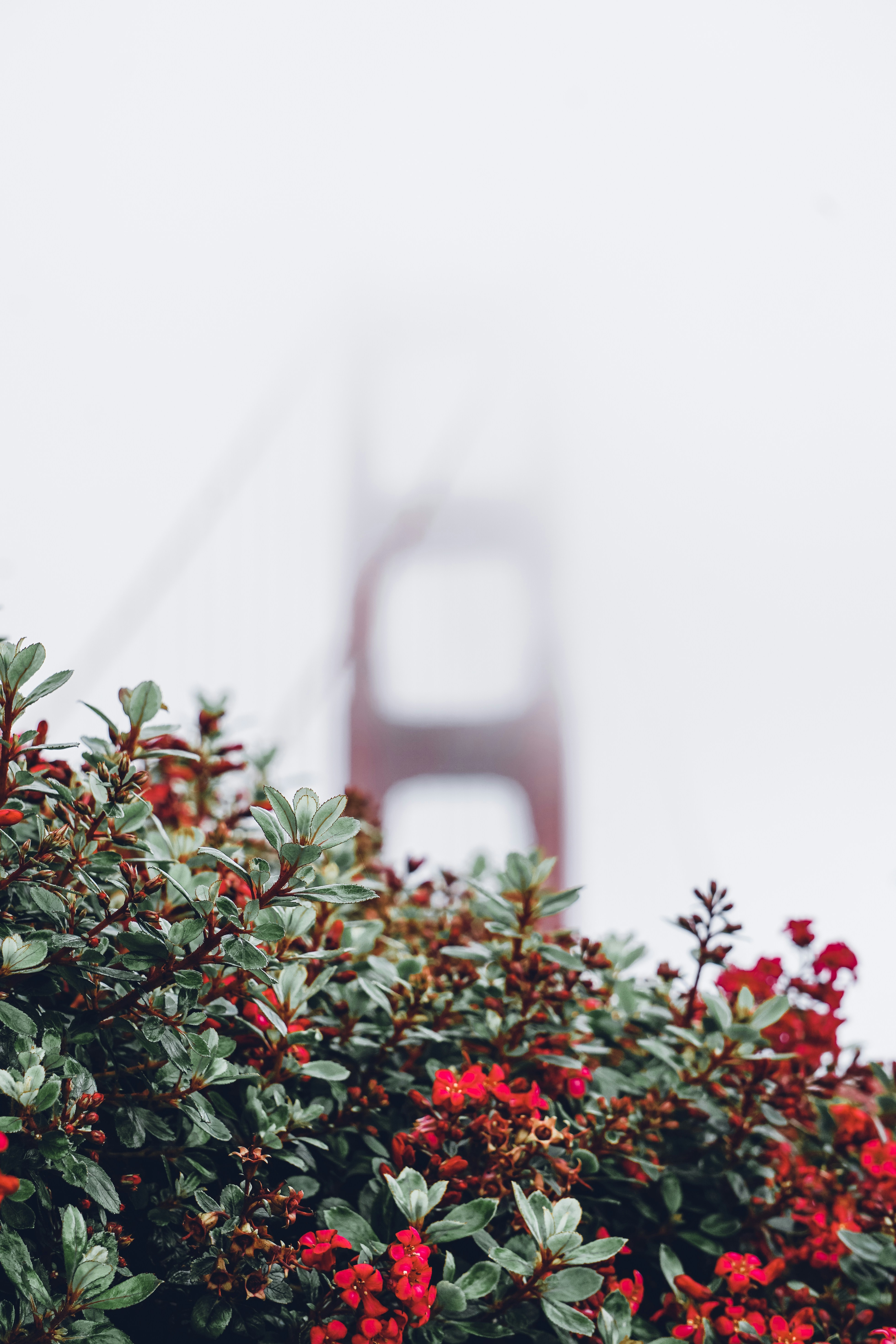 Golden Gate 
