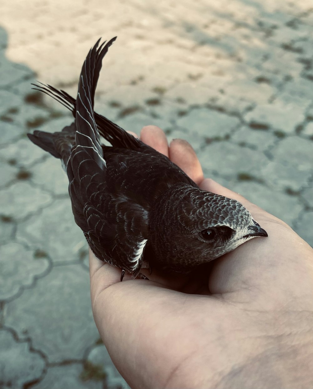 brown bird on persons hand