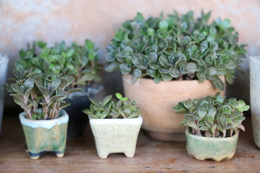 green succulent plants in white clay pots