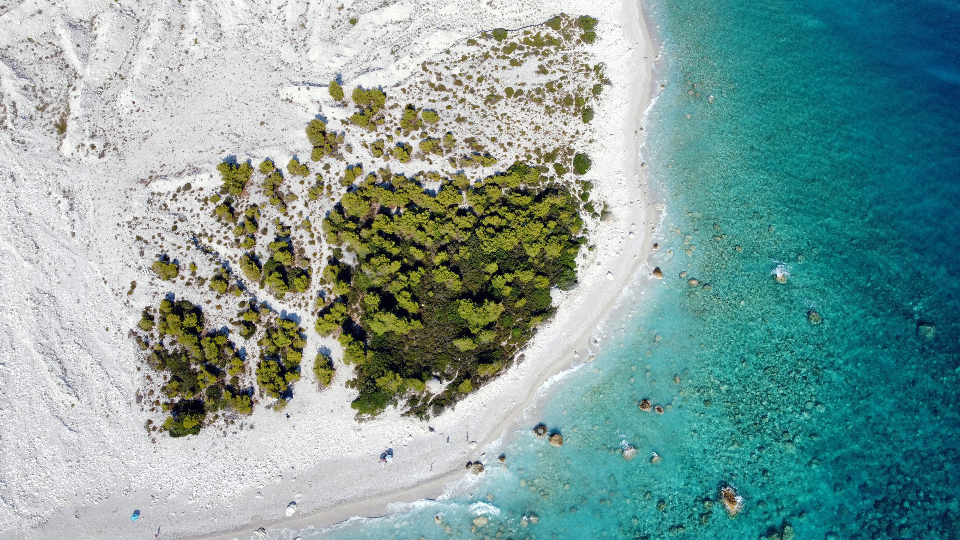aerial view of green trees on seashore during daytime