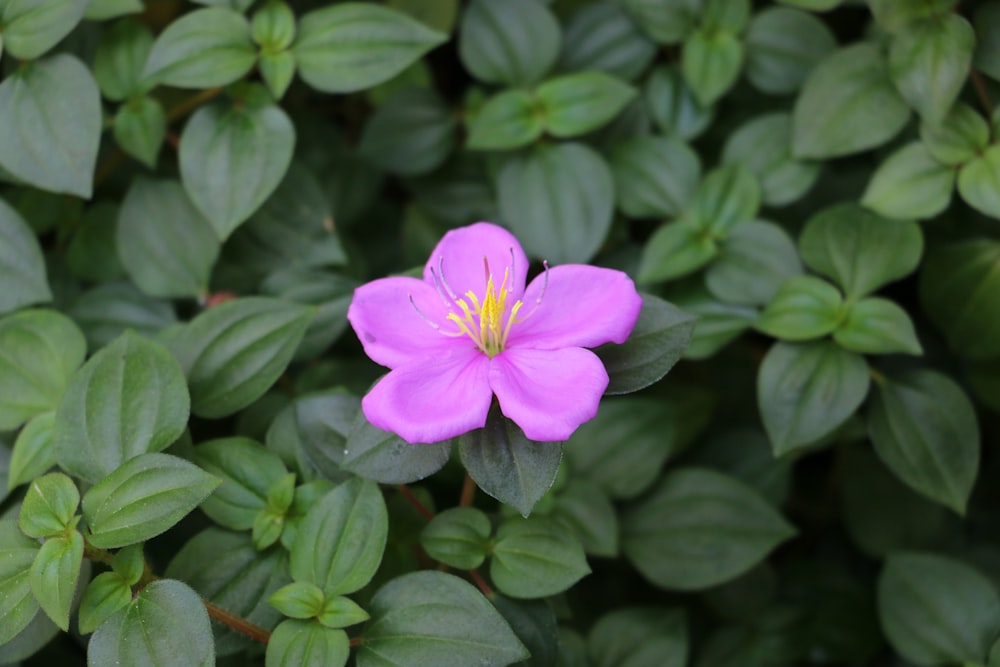 pink flower in macro shot