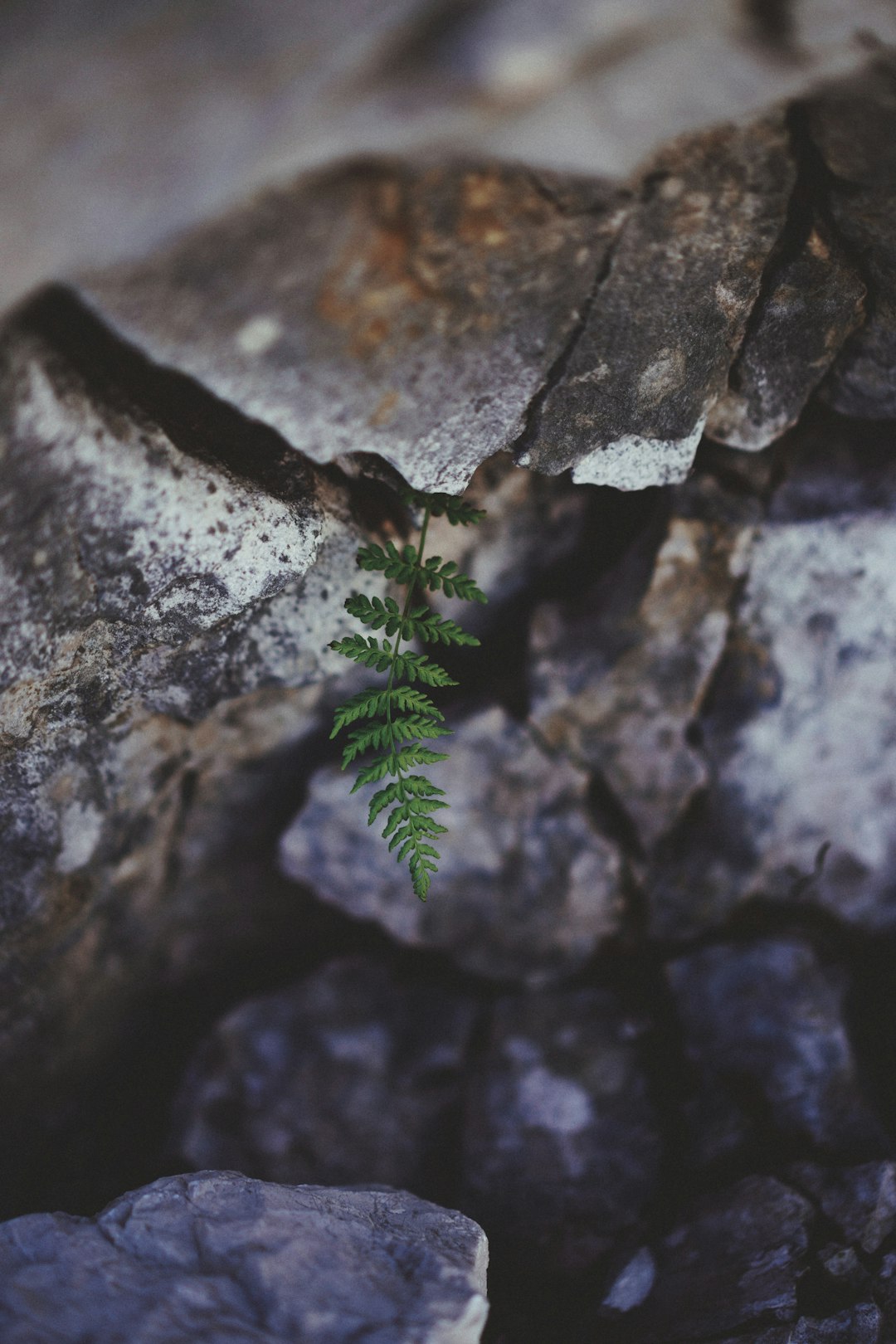 green plant on gray rock