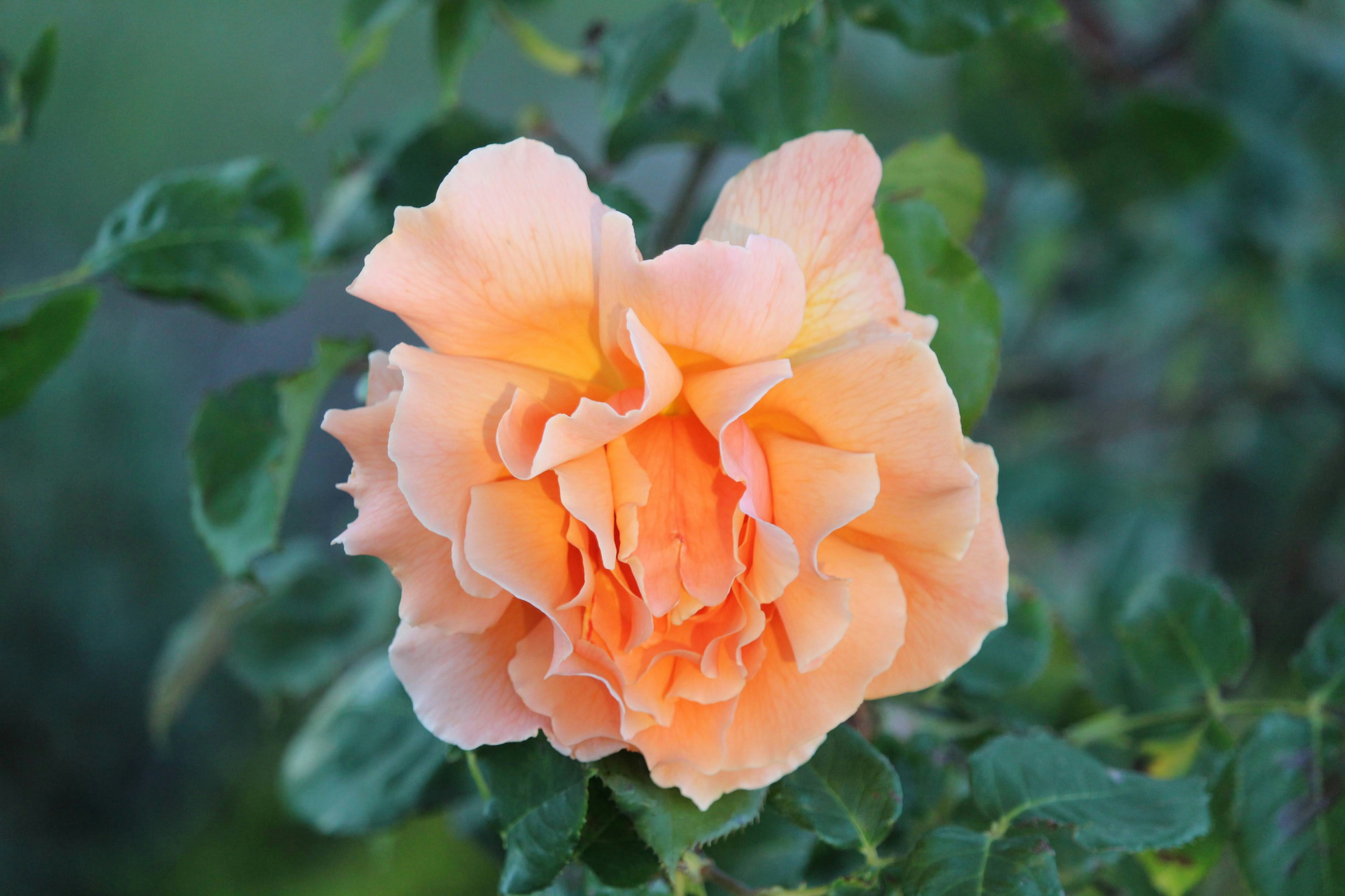 Photo by ddp_photography17