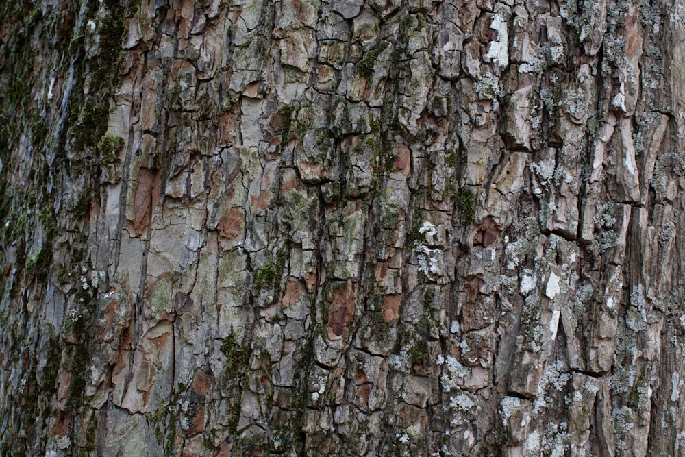 brown and gray tree trunk