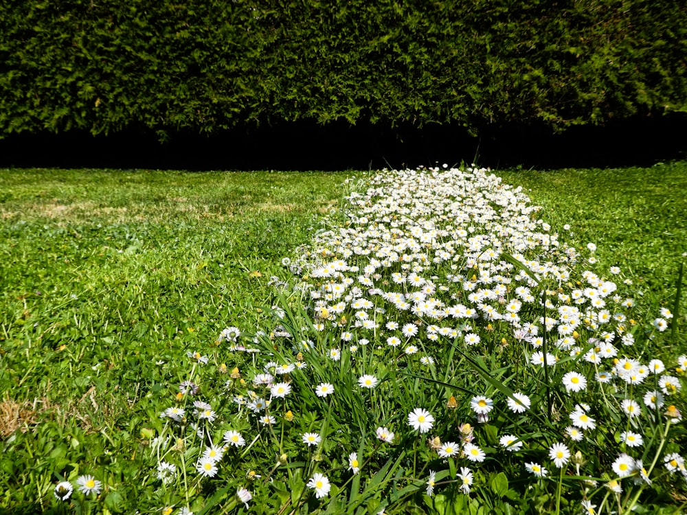 flores brancas no campo verde da grama