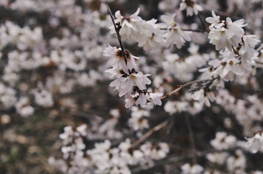 white cherry blossom in close up photography