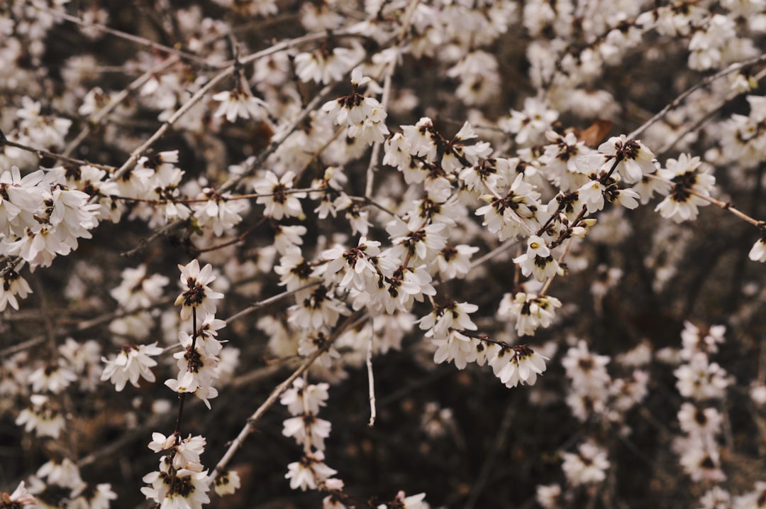 white flowers in tilt shift lens