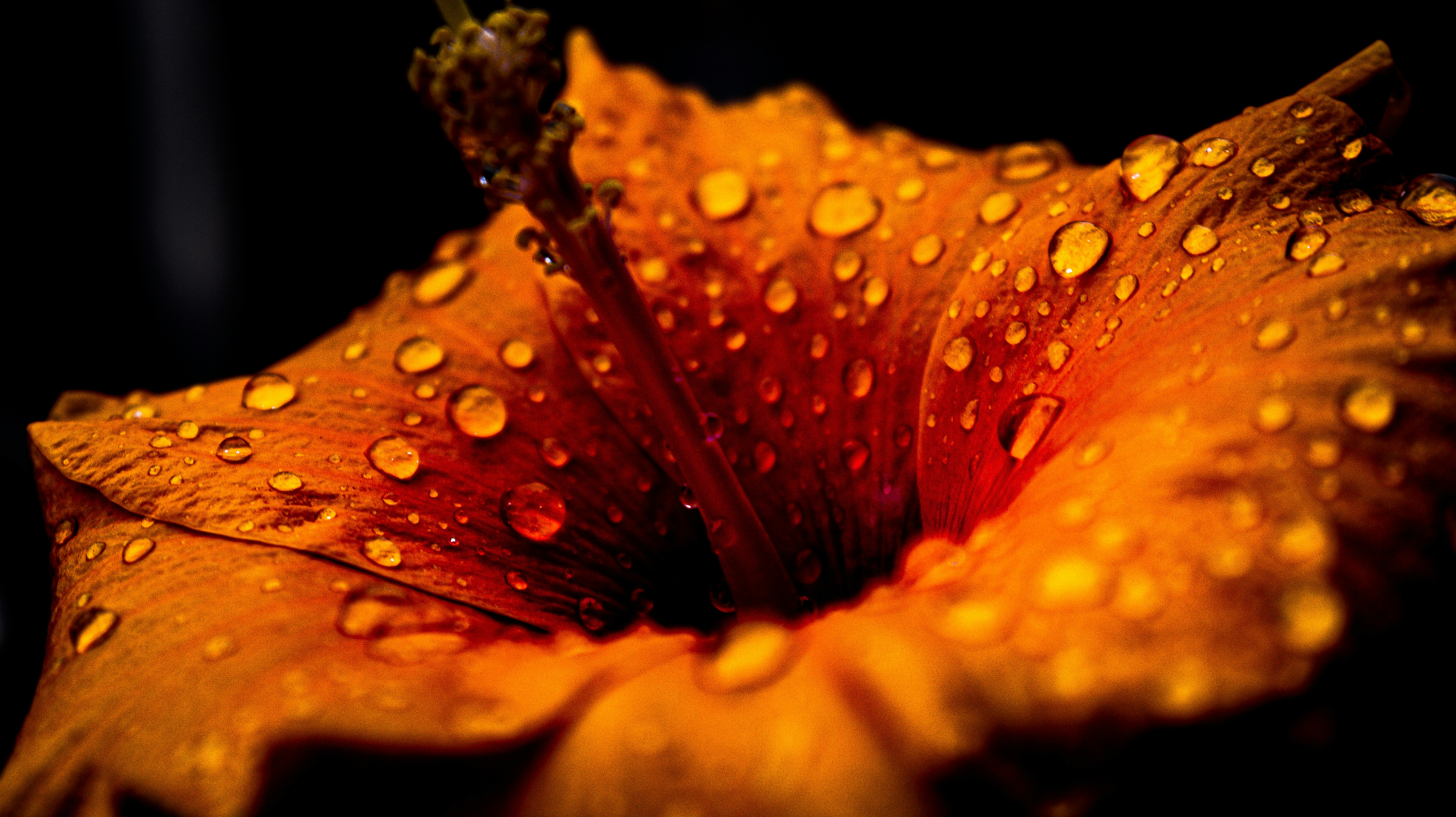 water droplets on orange flower