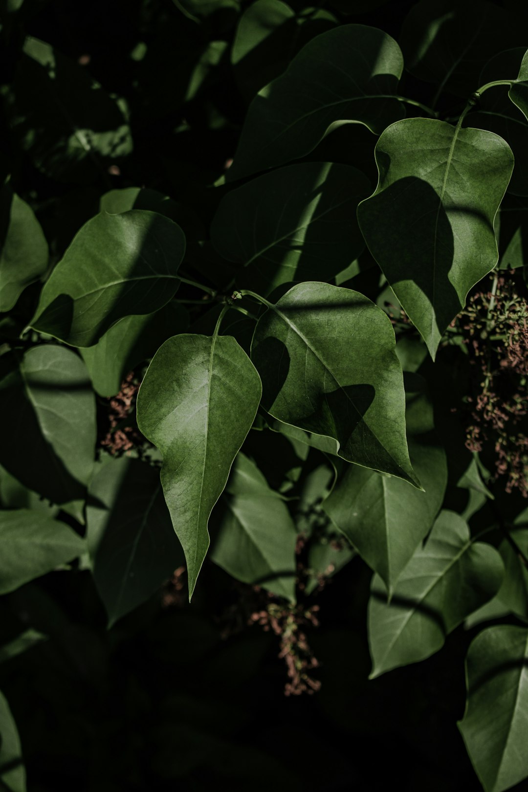 green plant with green leaves