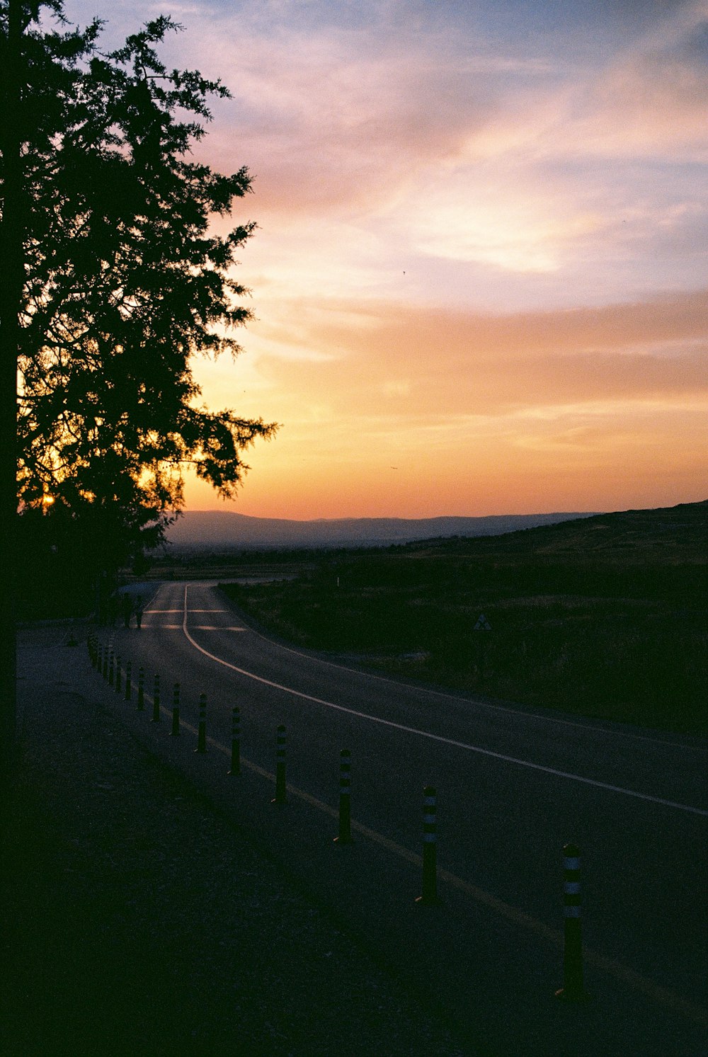 green trees beside road during sunset