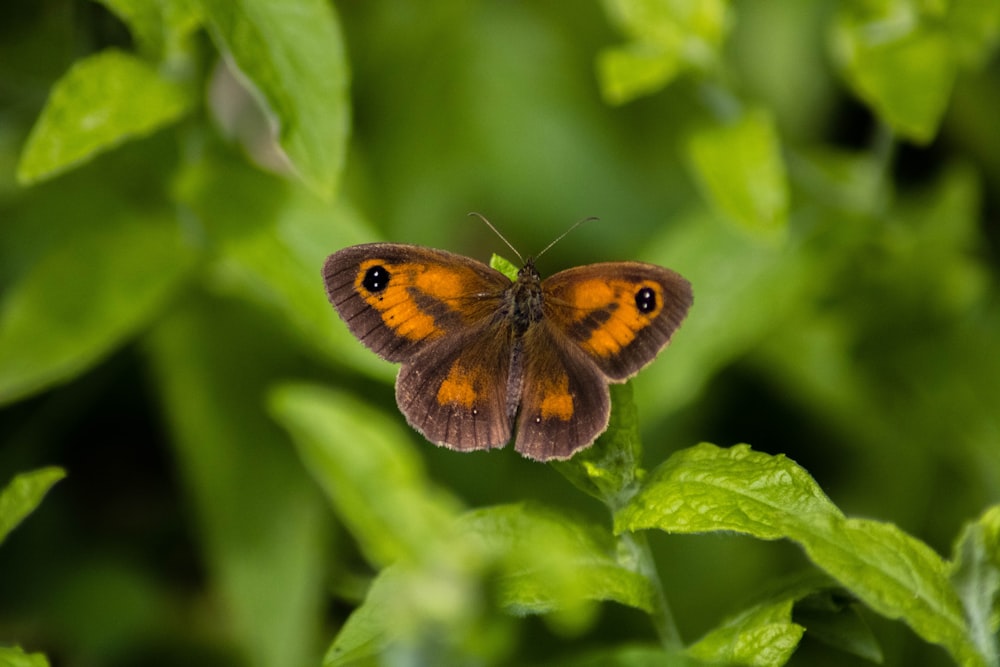 brown and black butterfly perched on green leaf during daytime