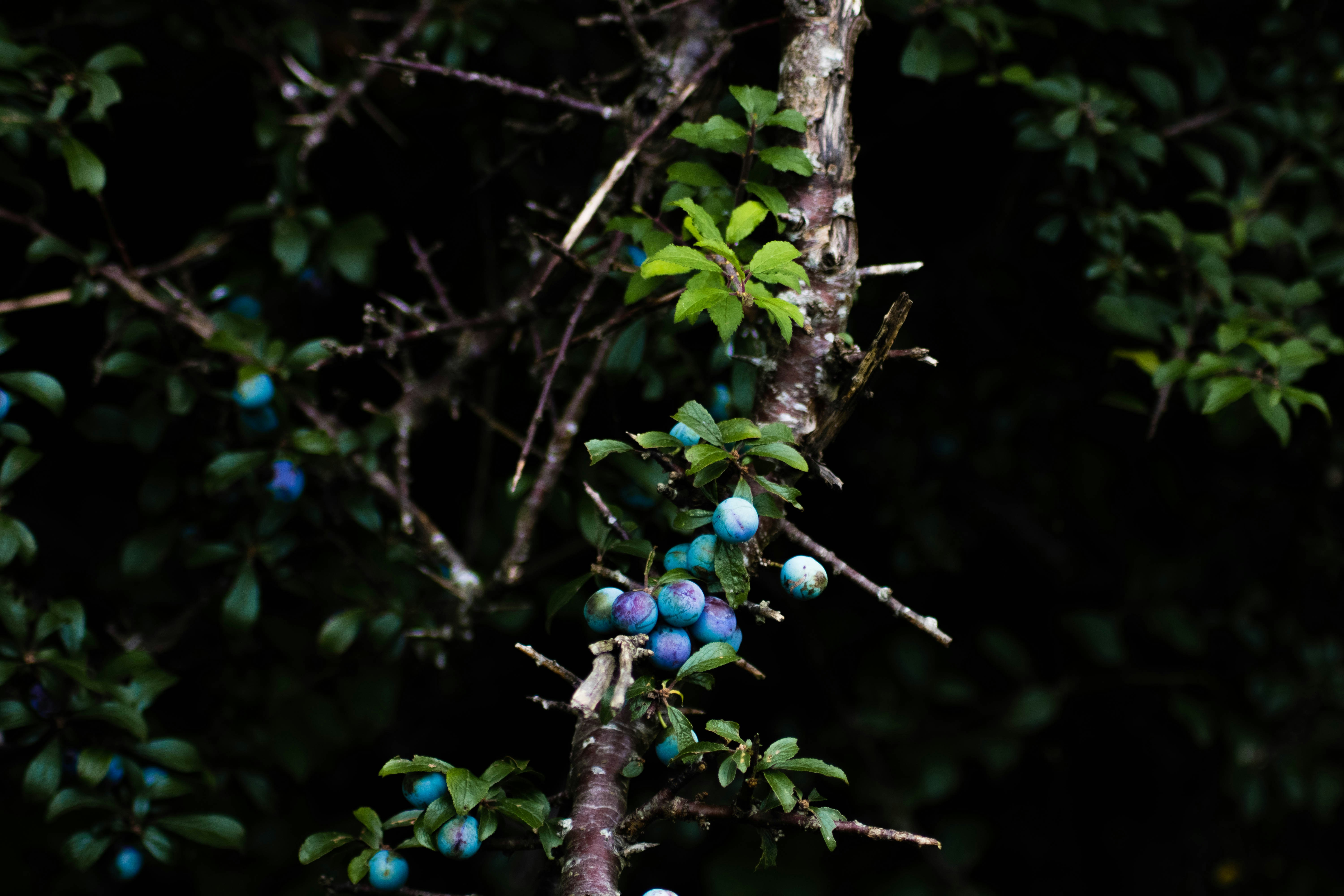 Blueberry plants thriving in a specialized substrate.