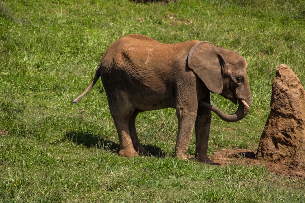 Elefante marrón en el campo de hierba verde durante el día