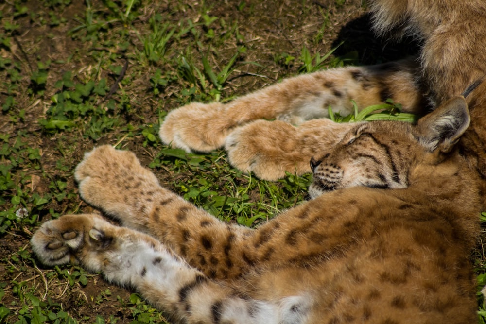 brown and white cheetah lying on green grass