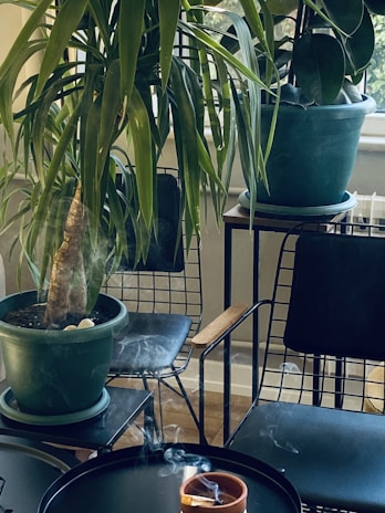 An indoor setting with several potted plants on metal stands near a window. Two chairs with wire frames and wooden armrests are situated beside the plants. Smoke, possibly from incense, rises gently from an earthen pot on a black tray table.