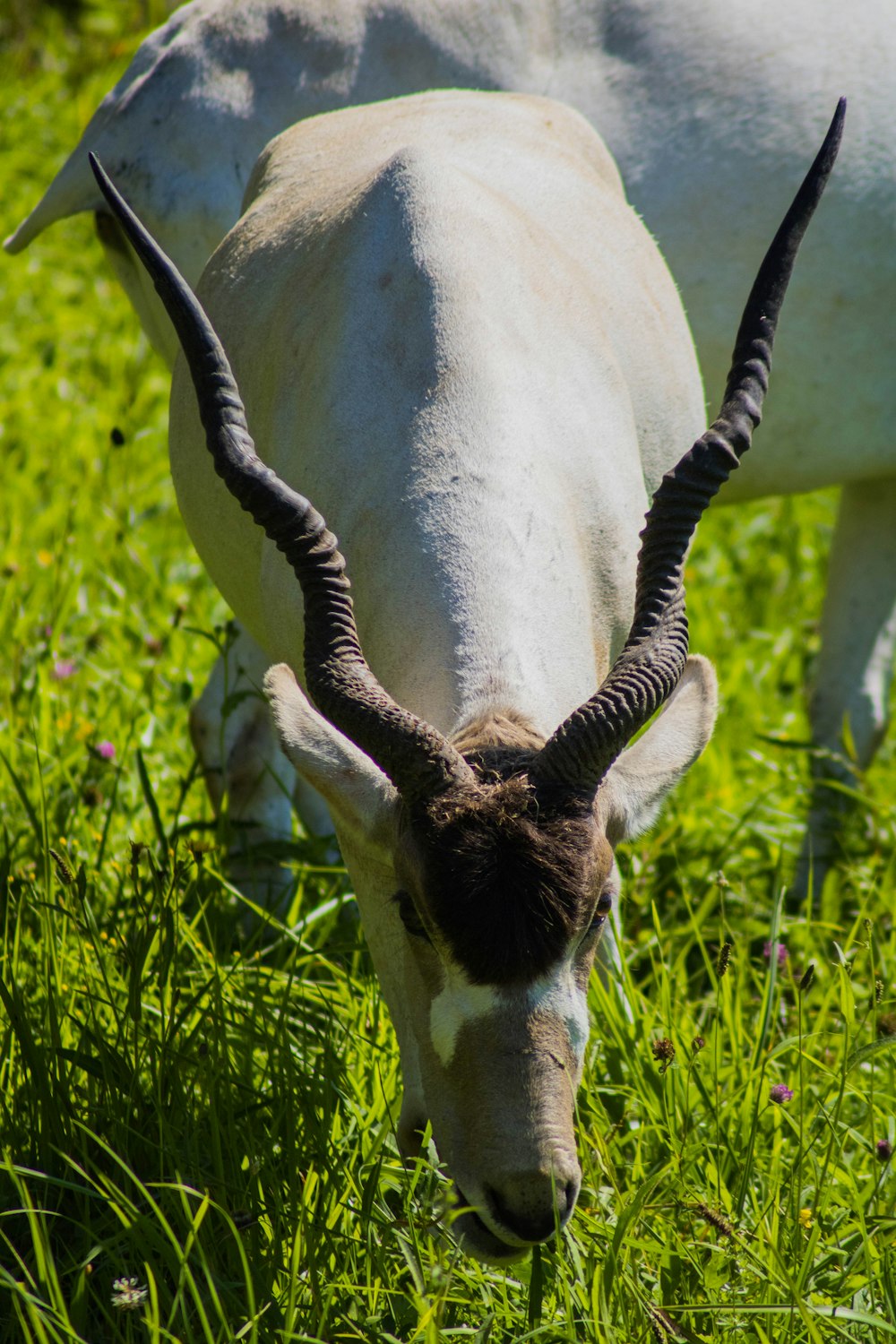 white and black animal on green grass during daytime