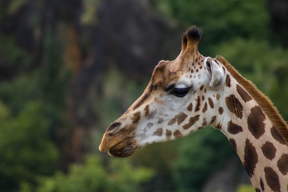 brown giraffe in close up photography