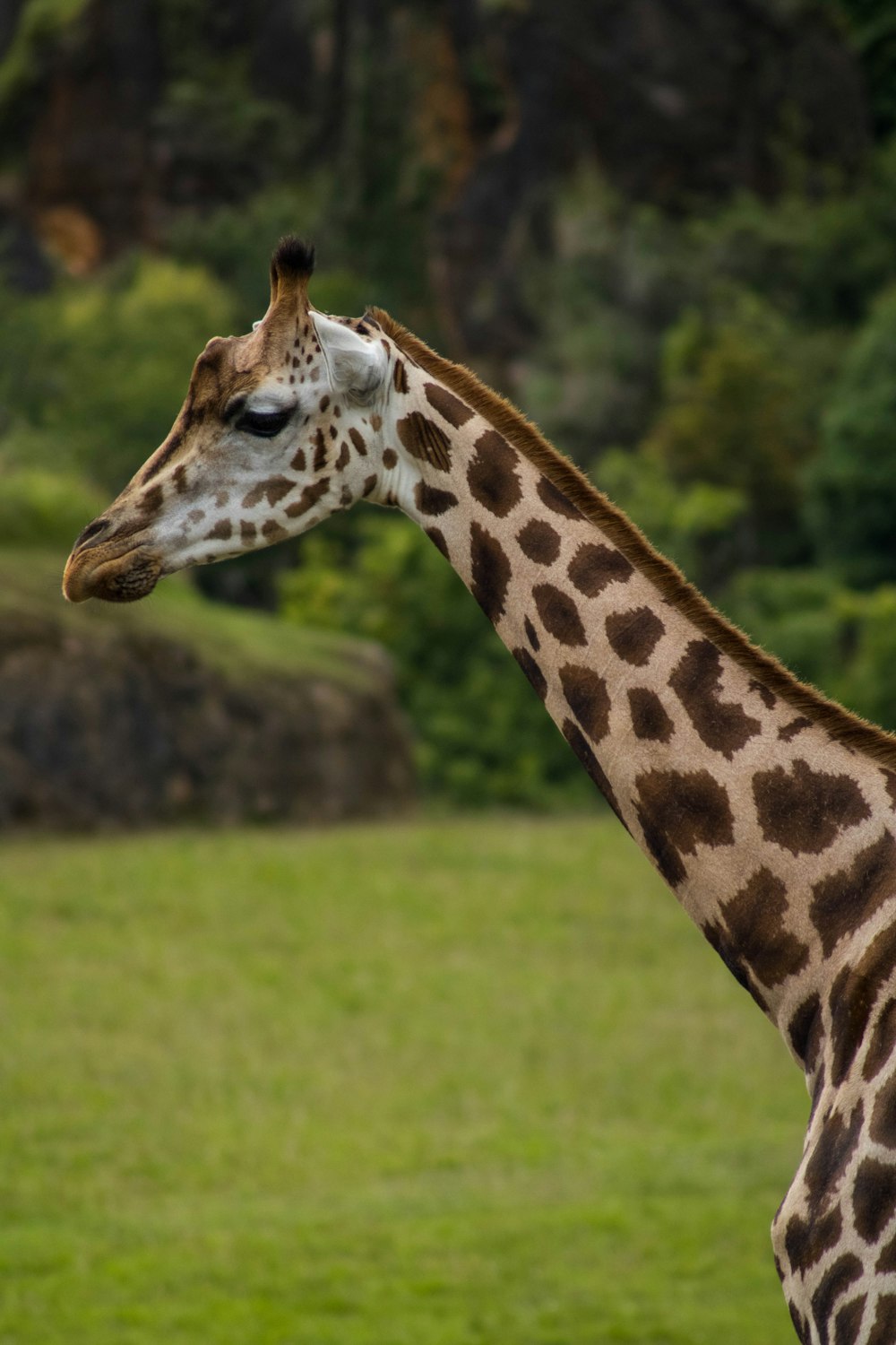 giraffe on green grass field during daytime